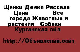 Щенки Джека Рассела › Цена ­ 10 000 - Все города Животные и растения » Собаки   . Курганская обл.